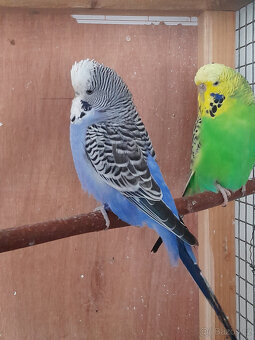 Výstavní andulky - 2