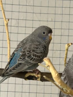 Andulka blackface - 2