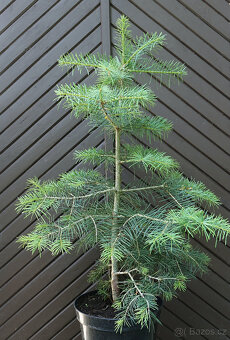 Jedle ojíněná 85cm - 2