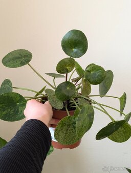 Pilea mojito - 2