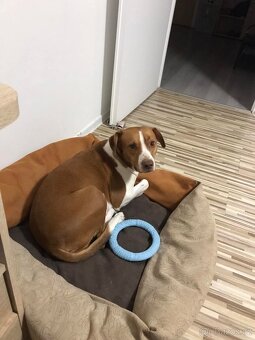 Bella- fena - 2