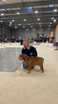 Anglický bulldog s PP na KRYTIE, Buldok, Buldog - 2