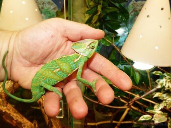 Chameleon jemenský - 2
