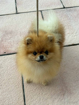 POmeranian - 2