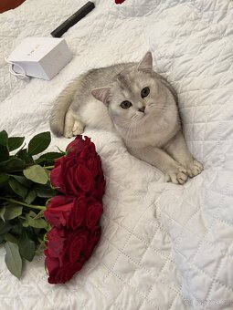 British short hair cat - 2