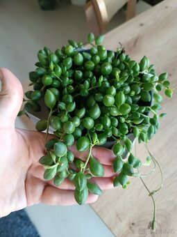 Senecio - 2