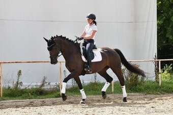 Zkušená drezurní klisna pro dítě či juniora - 2