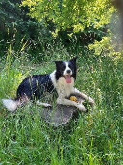 Nabidka kryti bez pp - 2