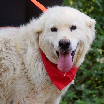 Coraz hledá domov - 2