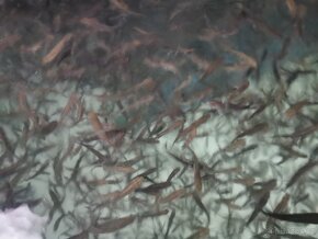 Pstruh duhový násada do jezírka - 2