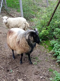 Prodám beránka - 2