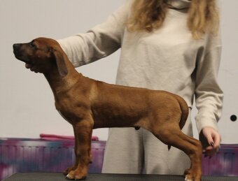 Rhodéský ridgeback - 2