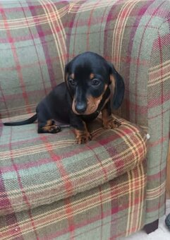 Trpasličí jezevčík - 2