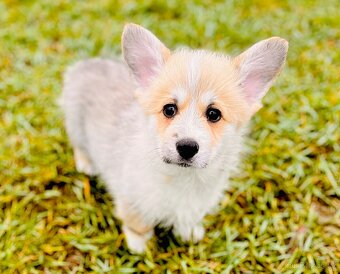 Welsh corgi pembroke s PP (FCI) - 2