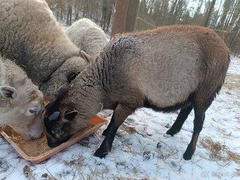 Beránek 1000kč - 2