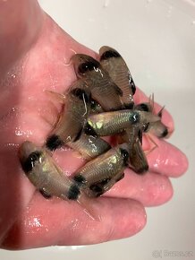 Corydoras Panda - 2