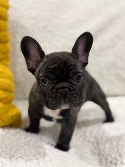 Francouzský buldoček štěňátko s PP - 2
