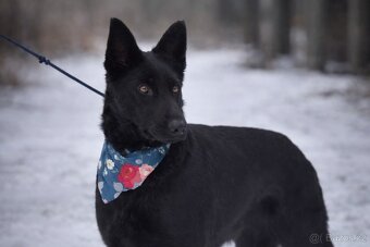 Serena hledá domov - 2