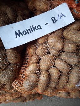 Brambory na uskladnení - 2