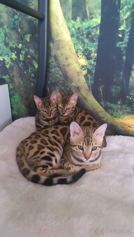 Bengálský kocourek - 2