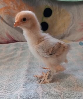 Brahmánka Velká - 2