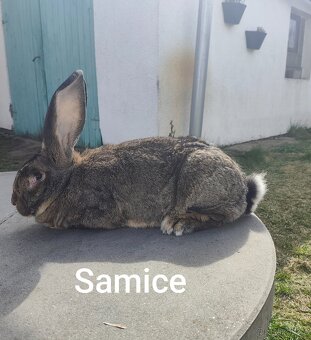 Belgický obr -Rezervace - 2