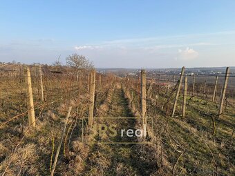 Prodej vinice 2 669 m², Mutěnice, ev.č. 130093JV - 2