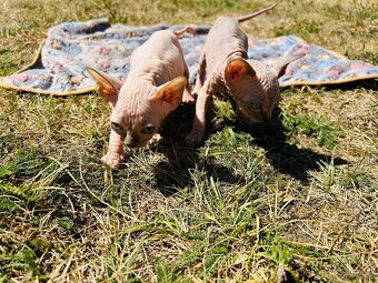 Kanadský sphynx bez PP - 2