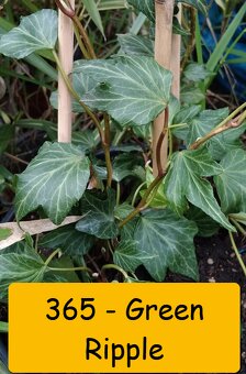 Břečťan (Hedera) - různé druhy - 2
