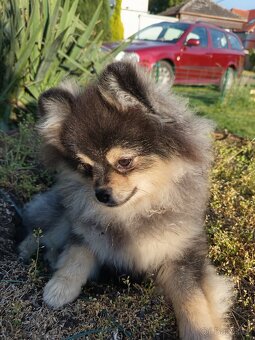 Štěňata Pomeranian s PP POSLEDNÍ 2 MAZLÍCI - 2
