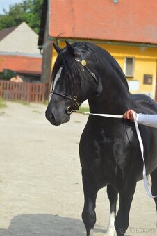 Welsh pony of cob type- připouštění - 2