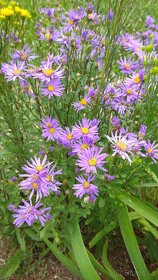 Hvězdnice chlumní-Aster amellus 2000 semen 50 Kč - 2