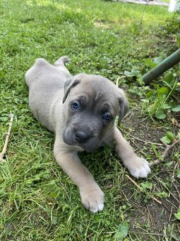 Cane Corso štěňata - 2