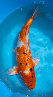 Koi kapr 45cm - 2
