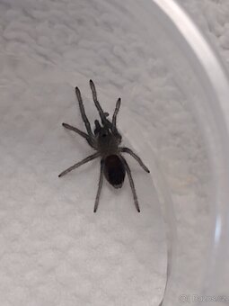 Sklípkan Aphonopelma seemanni - 2
