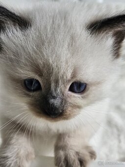 Ragdoll - 2