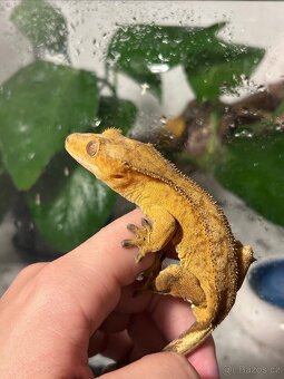 Pagekon řasnatý - 2