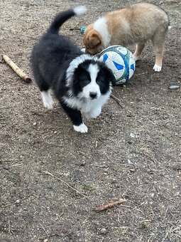 Stenata Border kolie/ kolie - 2