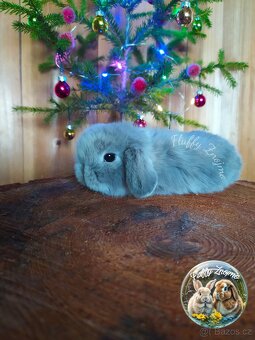 Zakrslí králíčci Znojmo - 2