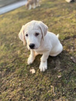 Štěňátka středoasijského pasteveckého psa - 2