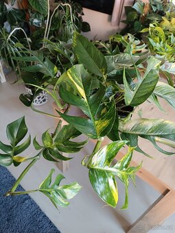 Epipremnum pinnatum Cintho Goldfinger

 - 2