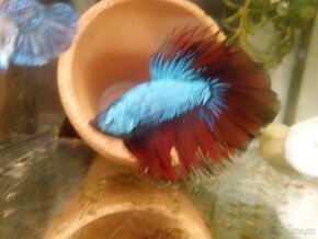 Betta Splendens 37 kluků a dostatek holčiček - 2