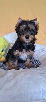 Jorkširský Terrier - 2