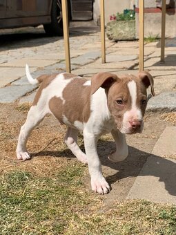 Pitbull s pp - 2