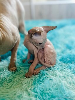 Don Sphynx - 2
