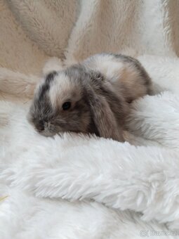 Vymazlení zakrslý králíčci - beránek, teddy, rex, minilop - 2