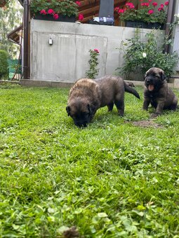 Leonberger štěňata - 2