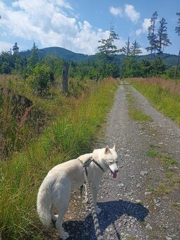 Sibiřský husky ke krytí - 2