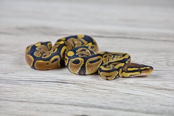 Krajta královská Normal Het Genetic Stripe (Plzeň) - 2