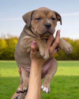 American Bully XL - Exkluzivní spojení šampionů - 2